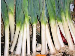 Puerro Agroecologico x unidad