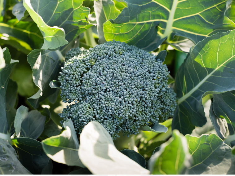 Brocoli Agroecologico x Unidad