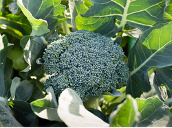 Brocoli Agroecologico x Unidad