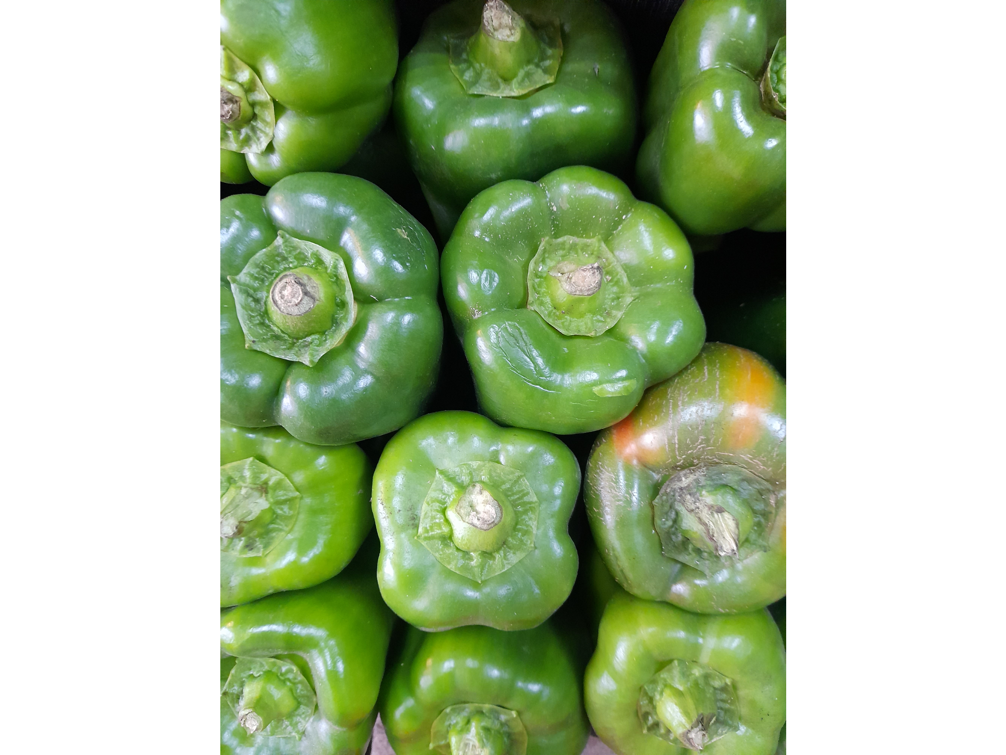 Morrón verde