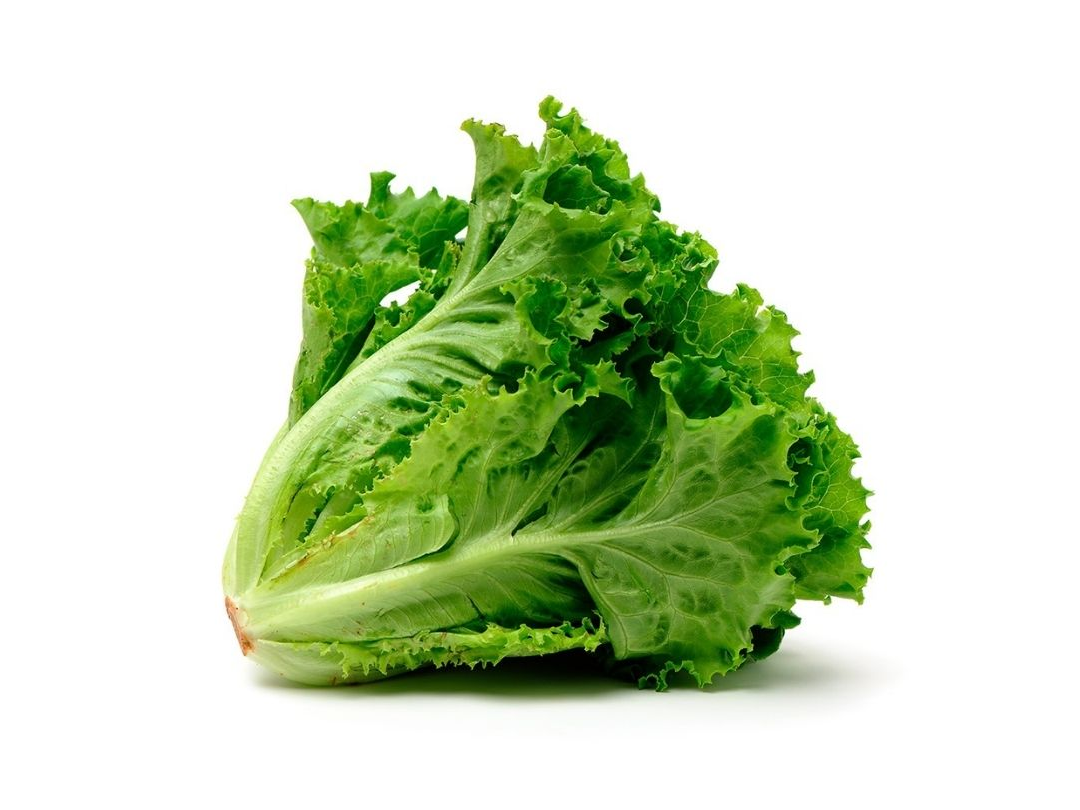 LECHUGA CRESPA