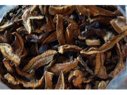 hongos de pino secos