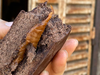 Alfajor negro keto