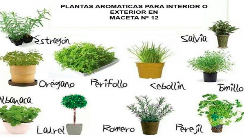 Plantines