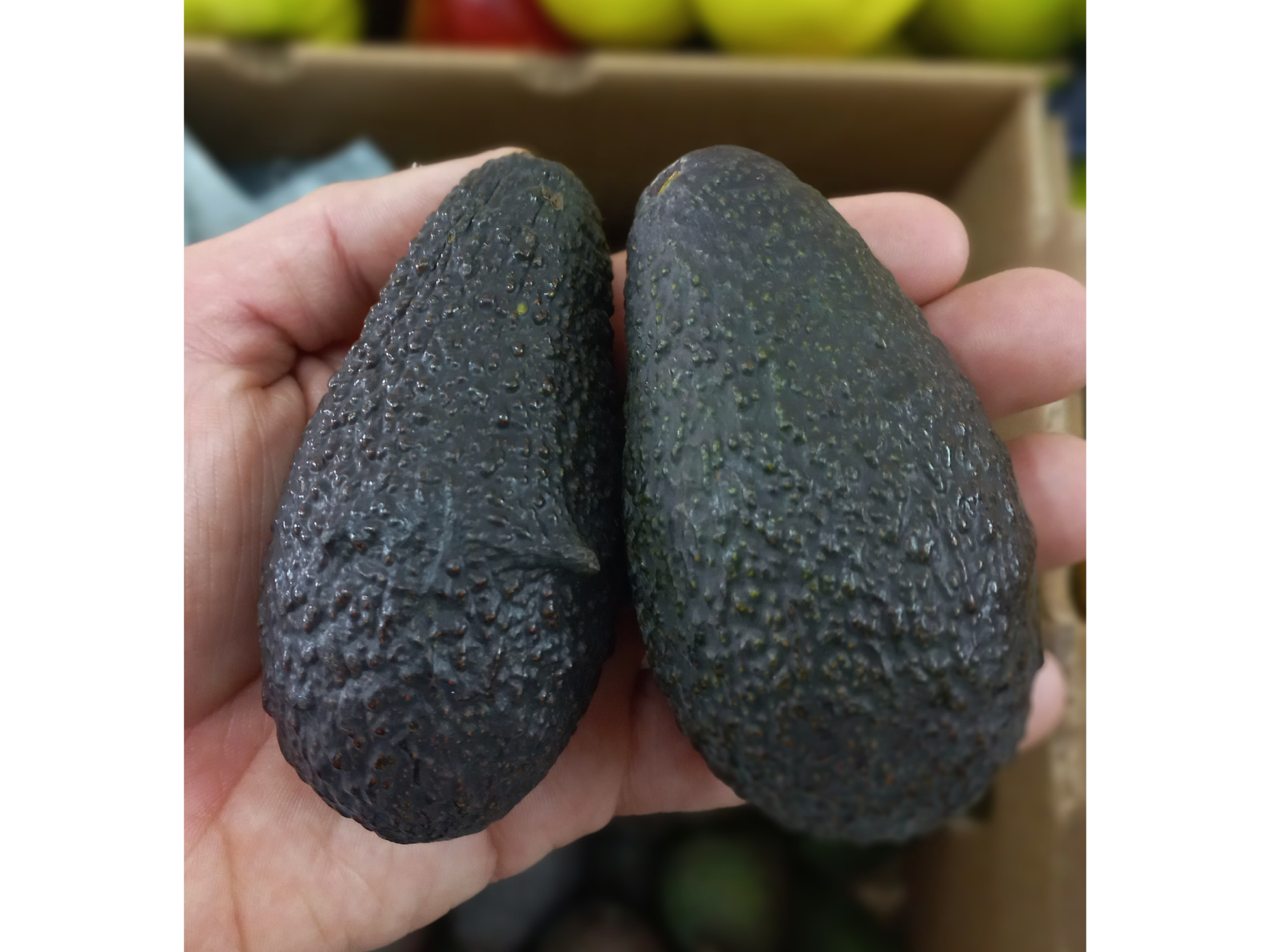 Palta chilena