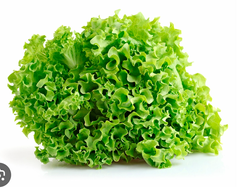 Lechuga francesa x