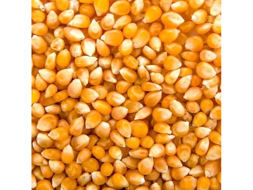 Maíz pisingallo