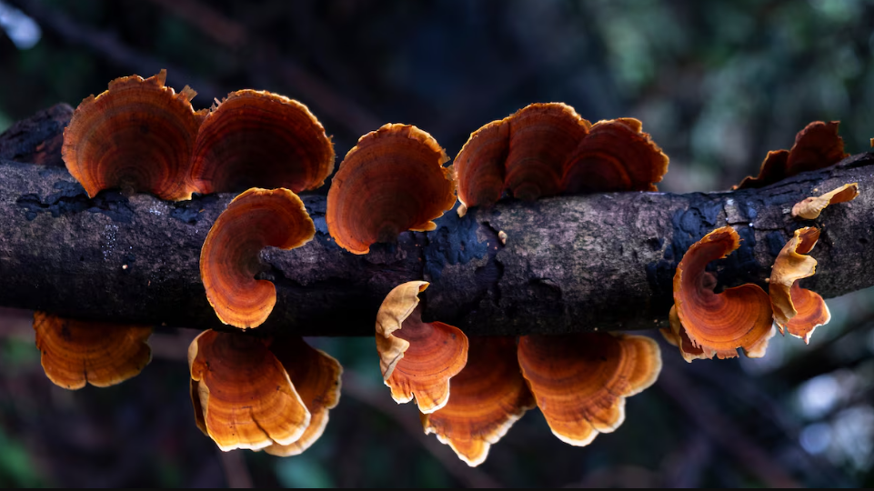 HONGOS ADAPTOGENOS - KONOHA