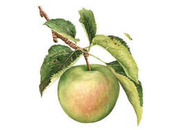 MANZANA VERDE ELEGIDA