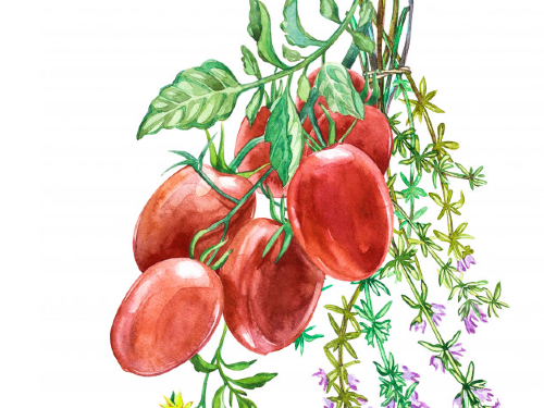 TOMATE PERITA ELEGIDO GRANDE