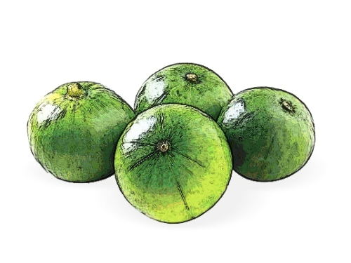 ZAPALLITO