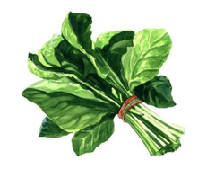 ESPINACA INVIERNO PAQUETE