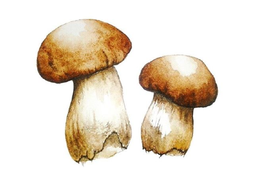 CHAMPIGNONES GRANDES