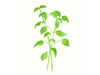 ALBAHACA
