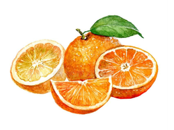 NARANJA DE OMBLIGO