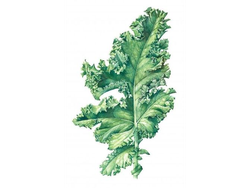 KALE