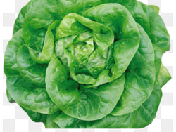 LECHUGA MANTECA