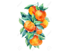 MANDARINA CRIOLLA KG