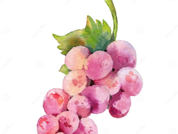 UVA ROSADA KG