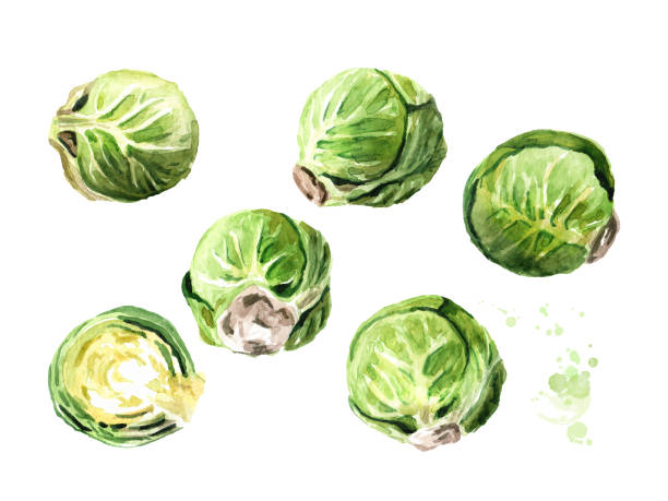 REPOLLITOS DE BRUSELAS BANDEJA