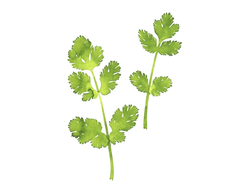 CILANTRO