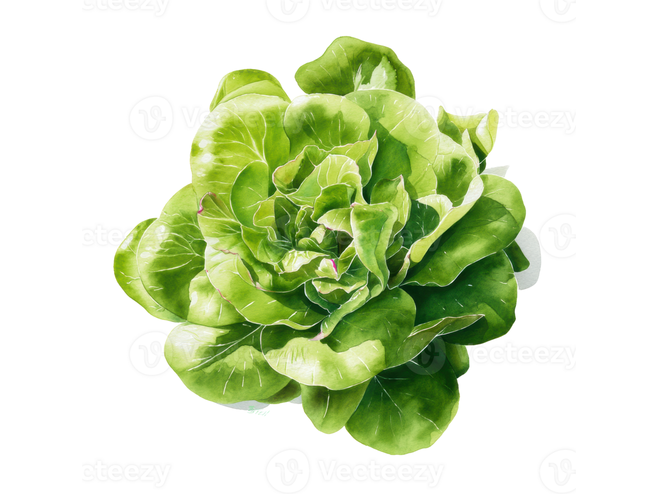 LECHUGA MANTECA