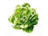LECHUGA MANTECA