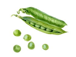 ARVEJAS FRESCAS X KG