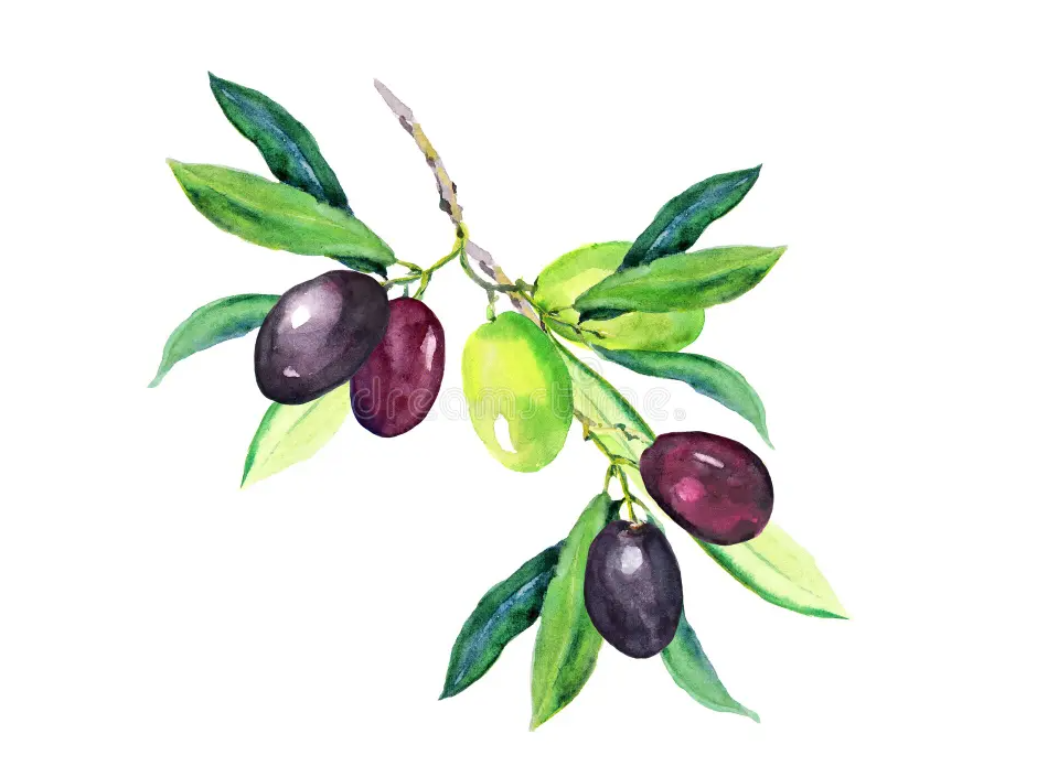 ACEITUNAS CONDIMENTADAS