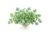 CILANTRO