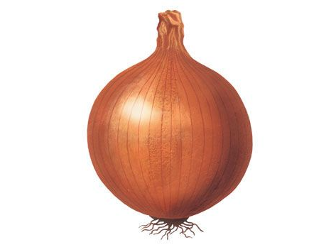 CEBOLLA