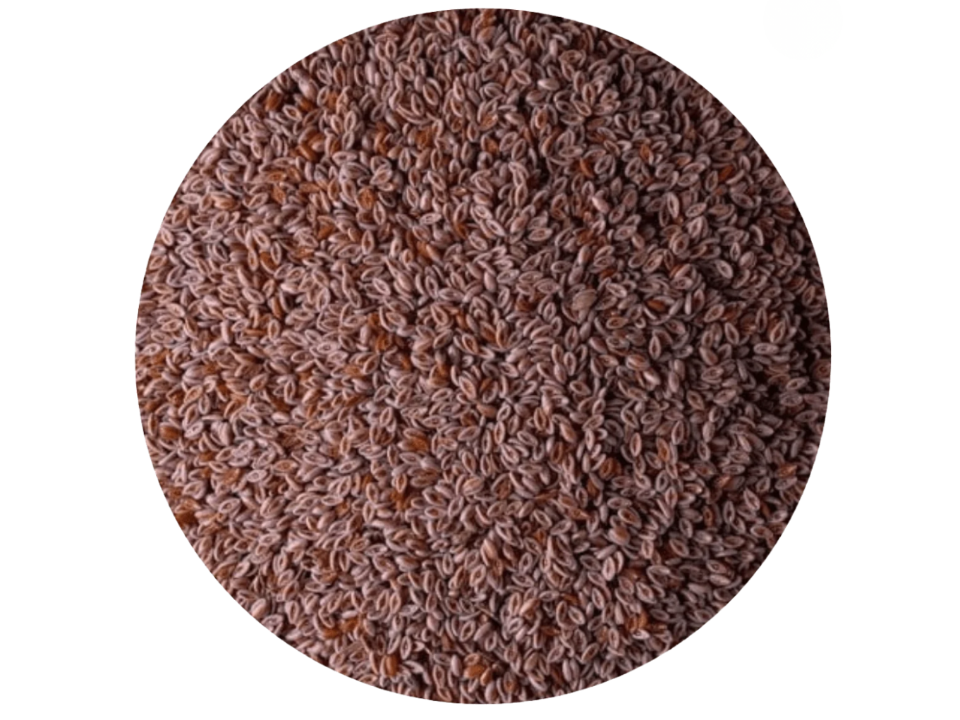 Semillas de psyllium  (india 🇮🇳)