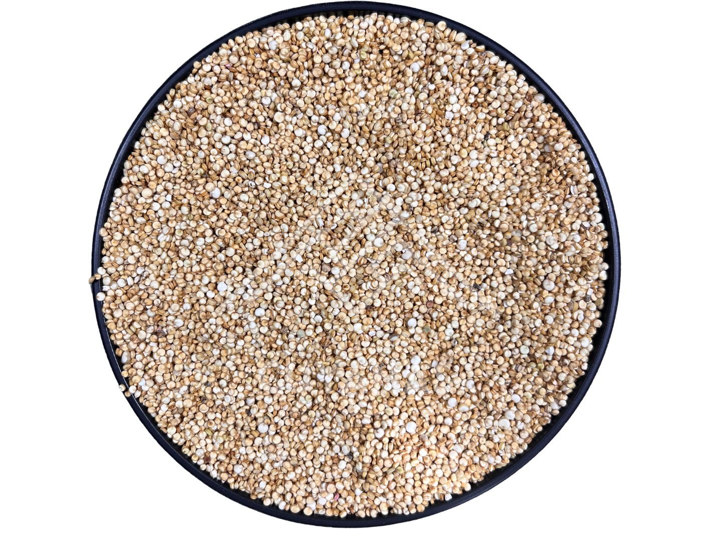 semillas de quinoa nacional