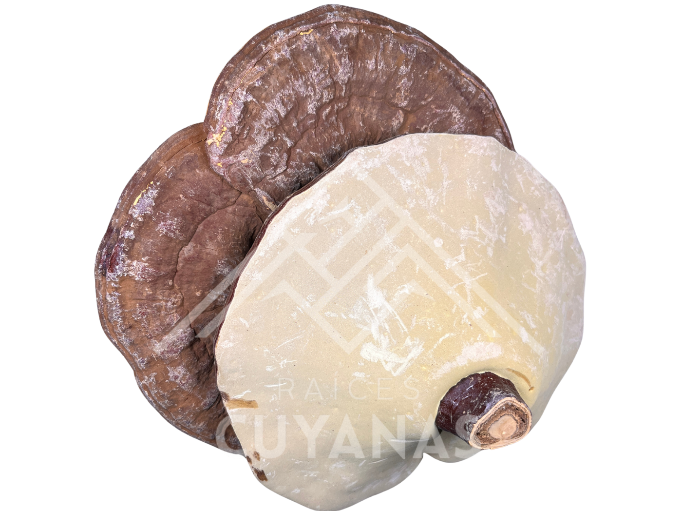 Hongos reishi