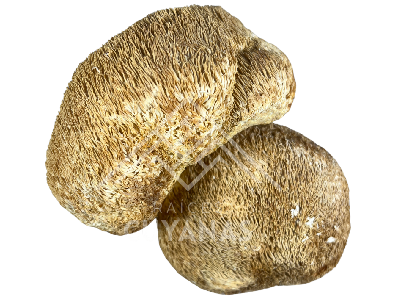 Hongos melena de leon