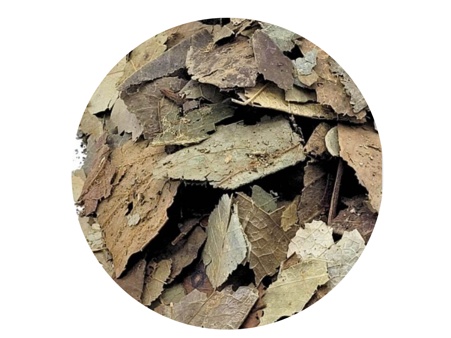 GRAVIOLA