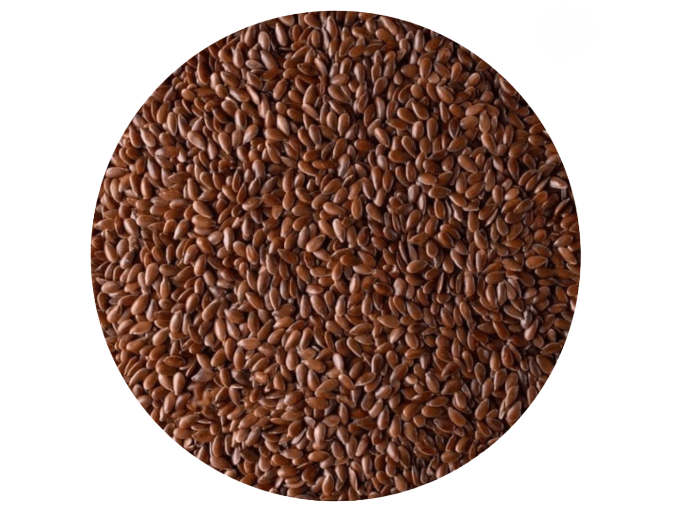 semillas de lino marron (BB)