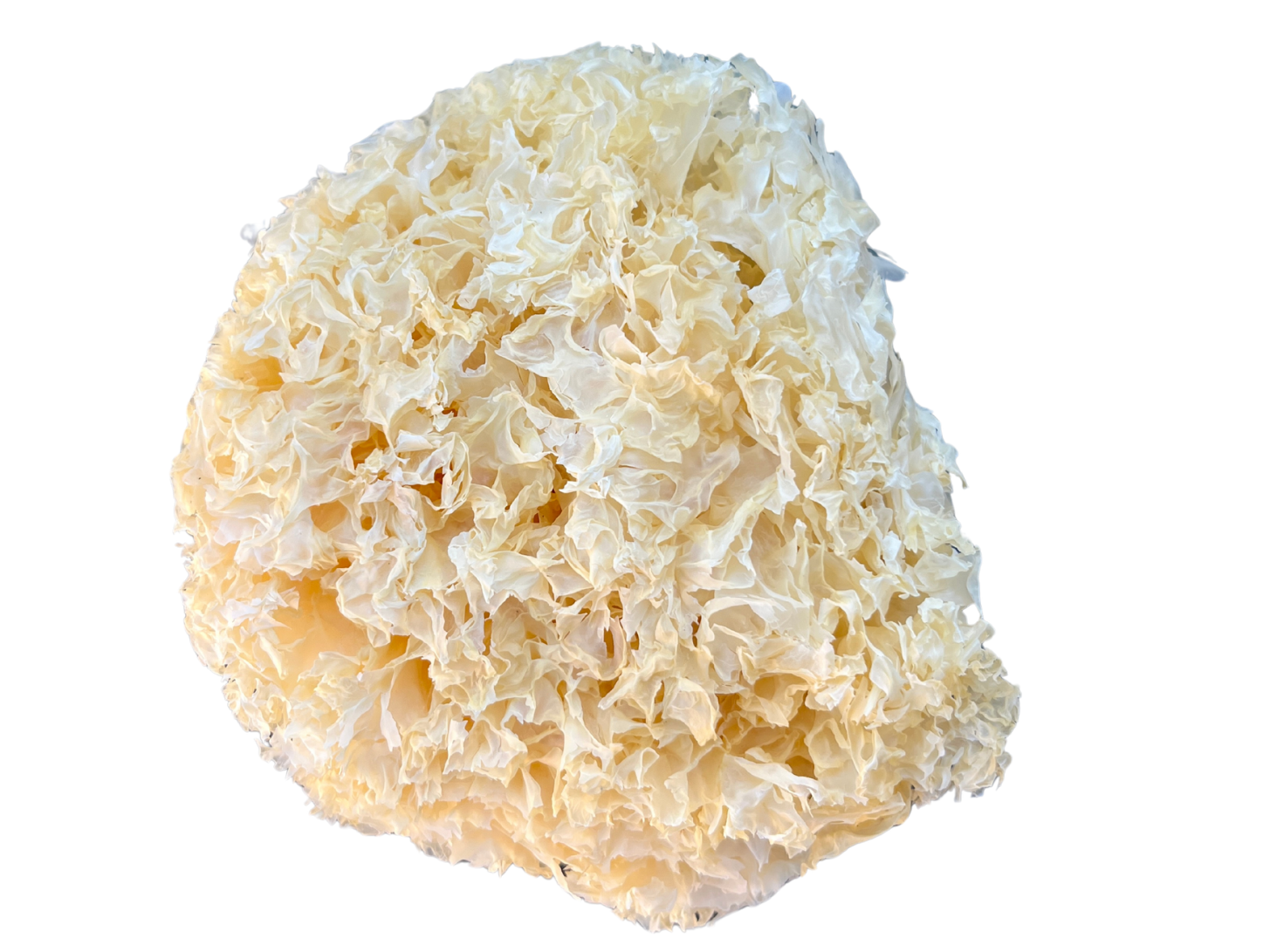 Hongos tremella