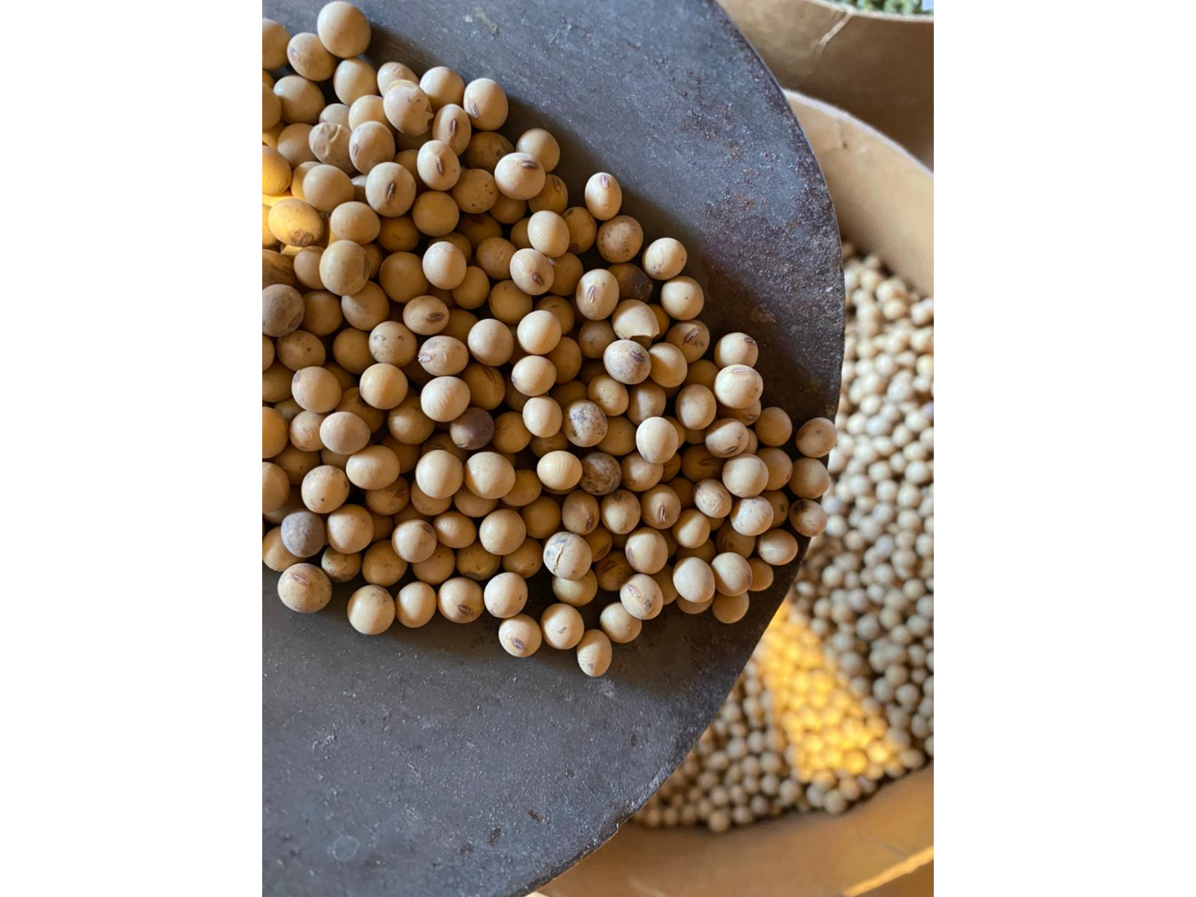 Porotos soja