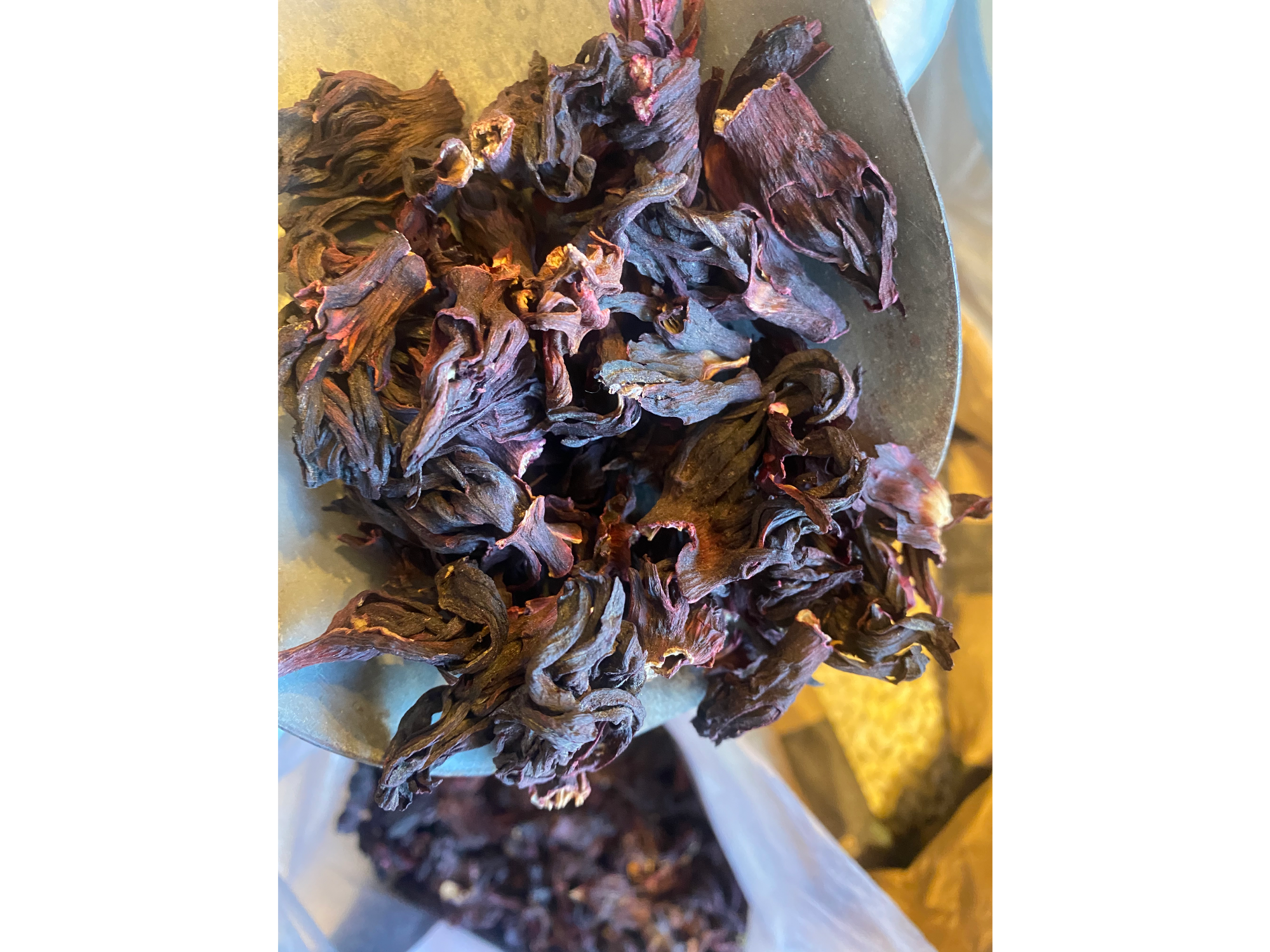 Hibiscus Flor de Jamaica