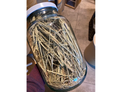 Lemon grass