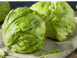 Lechuga repollada