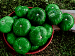 Zapallito verde