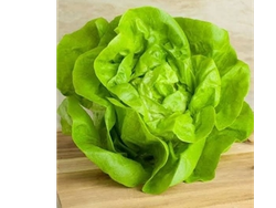 Lechuga manteca