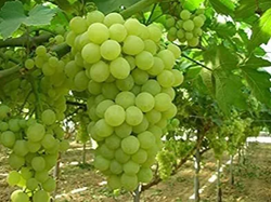 Uva blanca sin semilla chile