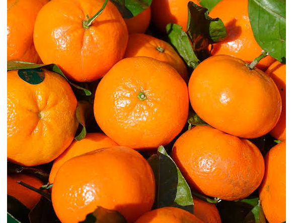 Mandarina fourer