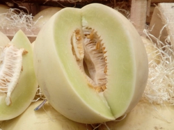 Melón rocío de miel chico