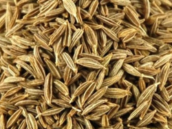 COMINO EN GRANO