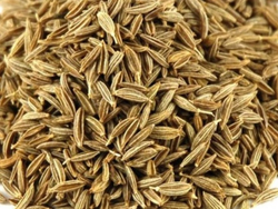 CORIANDRO GRANO
