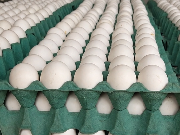 Huevo Blanco N1 - Maple (30 huevos) de Llegamos!